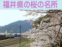 福井県の桜の名所