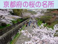 京都府の桜の名所