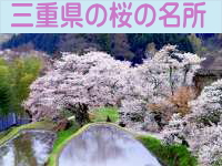 三重県の桜の名所
