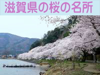滋賀県の桜の名所