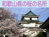 和歌山県の桜の名所