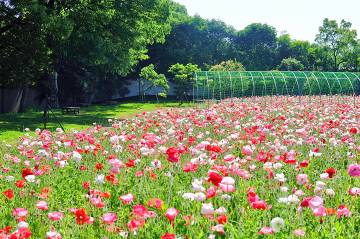 長居植物園のポピー