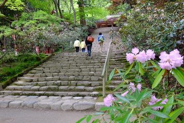 室生寺のシャクナゲ